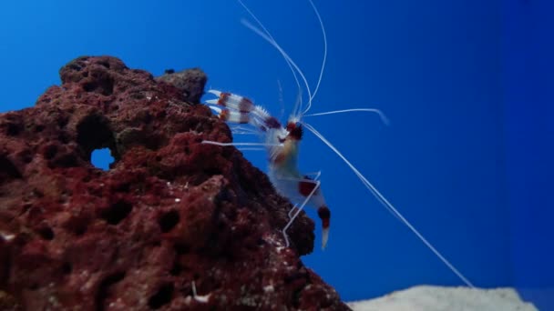 Sea Shrimp Fish Tank Beautiful Shrimp Aquarium Decoration Aquatic Plants — Stock Video