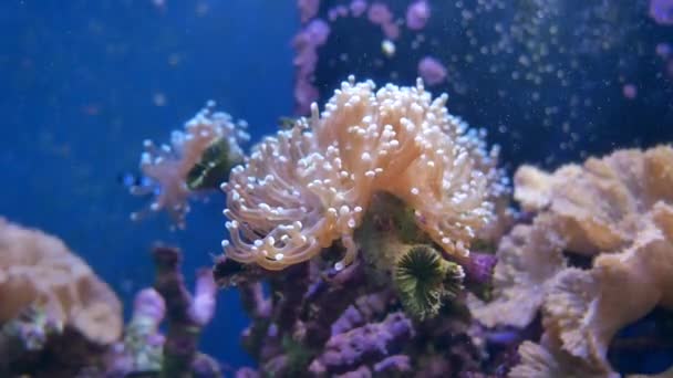 Piękny Kwiat Podwodny Świat Koralowców Ryb Morze Kwiaty Akwarium — Wideo stockowe