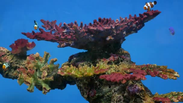 Vacker Fisk Akvariet Dekoration Vattenlevande Växter Bakgrund Färgglada Fiskar Akvarium — Stockvideo