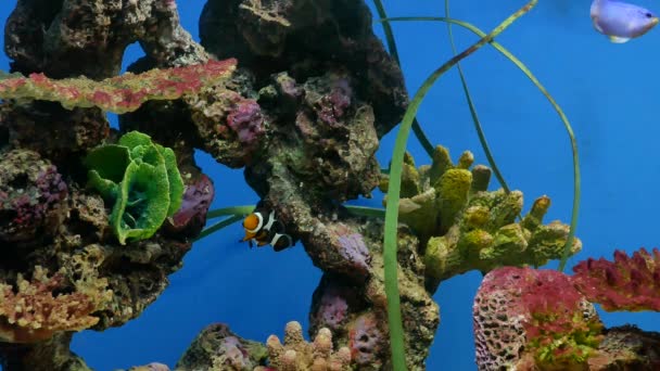 Bei Pesci Nell Acquario Decorazione Sfondo Piante Acquatico Pesce Colorato — Video Stock