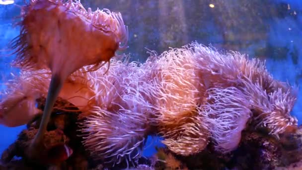 Bellissimo Fiore Mare Nel Mondo Sottomarino Con Coralli Pesci Fiori — Video Stock