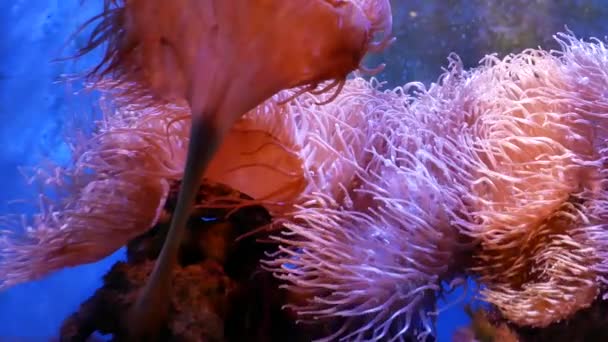 Schöne Meeresblume Unterwasserwelt Mit Korallen Und Fischen Meeresblumen Bewegen Sich — Stockvideo