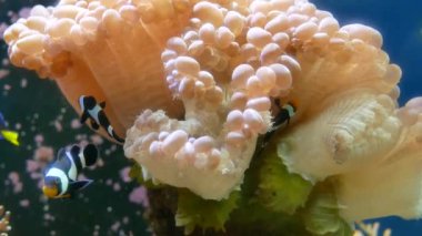 Güzel deniz çiçek ile balık ve mercan sualtı dünyasını. Akvaryumda hareketli deniz çiçek.