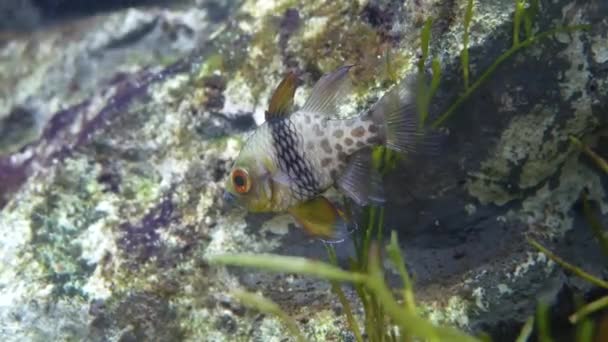 Beau Poisson Dans Aquarium Sur Décoration Des Plantes Aquatiques Fond — Video