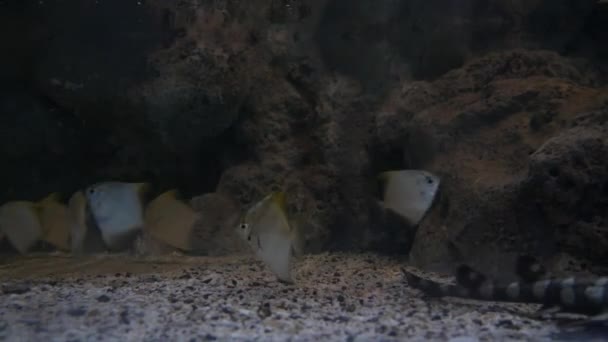 水生の装飾に水族館の美しい魚の植物の背景 魚の水槽にカラフルな魚 — ストック動画