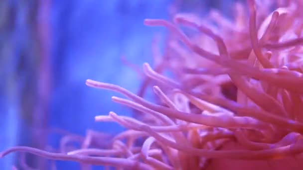 Bela Flor Mar Mundo Subaquático Com Corais Peixes Flores Mar — Vídeo de Stock