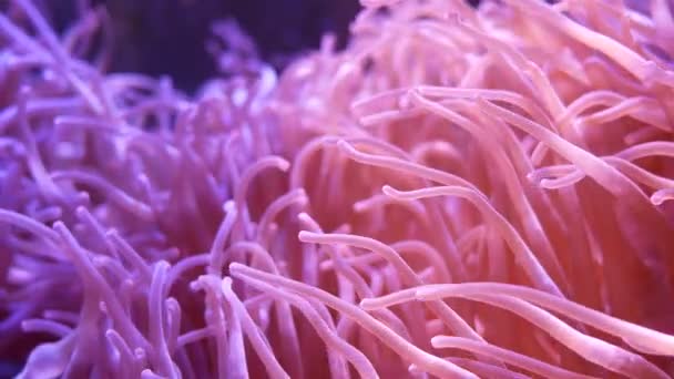 Bellissimo Fiore Mare Nel Mondo Sottomarino Con Coralli Pesci Fiori — Video Stock