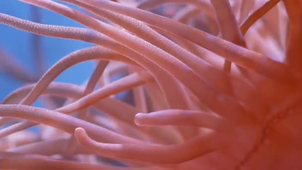 Hermosa Flor Marina Mundo Submarino Con Corales Peces Flores Marinas — Vídeo de stock