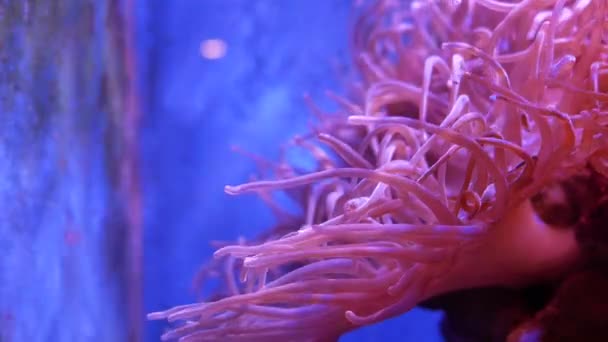 Bela Flor Mar Mundo Subaquático Com Corais Peixes Flores Mar — Vídeo de Stock