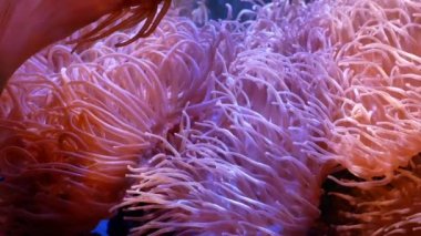 Güzel deniz çiçek ile balık ve mercan sualtı dünyasını. Akvaryumda hareketli deniz çiçek.