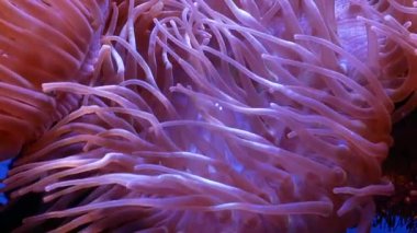 Güzel deniz çiçek ile balık ve mercan sualtı dünyasını. Akvaryumda hareketli deniz çiçek.