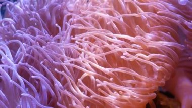 Güzel deniz çiçek ile balık ve mercan sualtı dünyasını. Akvaryumda hareketli deniz çiçek.