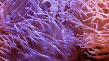 Güzel deniz çiçek ile balık ve mercan sualtı dünyasını. Akvaryumda hareketli deniz çiçek.