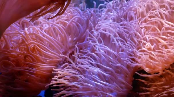 Bela Flor Mar Mundo Subaquático Com Corais Peixes Flores Mar — Vídeo de Stock