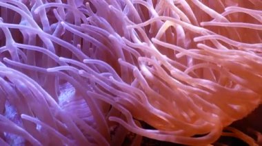 Güzel deniz çiçek ile balık ve mercan sualtı dünyasını. Akvaryumda hareketli deniz çiçek.