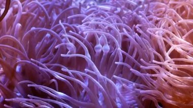 Güzel deniz çiçek ile balık ve mercan sualtı dünyasını. Akvaryumda hareketli deniz çiçek.