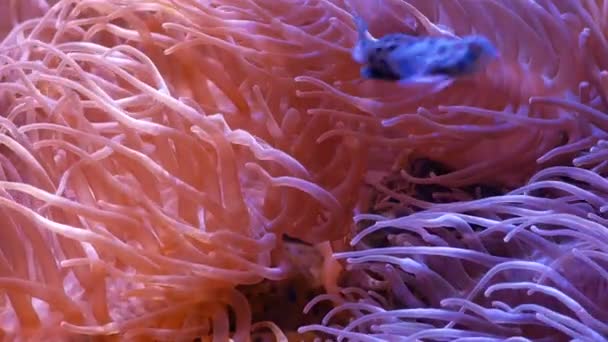 Güzel Deniz Çiçek Ile Balık Mercan Sualtı Dünyasını Akvaryumda Hareketli — Stok video