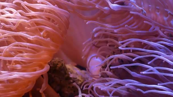 サンゴと魚の水中世界で美しい海の花 水槽の移動海花 — ストック動画