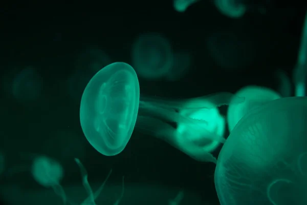 Nahaufnahme Quallen Medusa Fischbecken Mit Neonlicht Quallen Sind Frei Schwimmende — Stockfoto