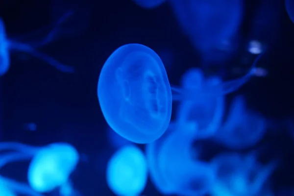 Close Jellyfish Medusa Fish Tank Neon Light Jellyfish Free Swimming — Stock Photo, Image