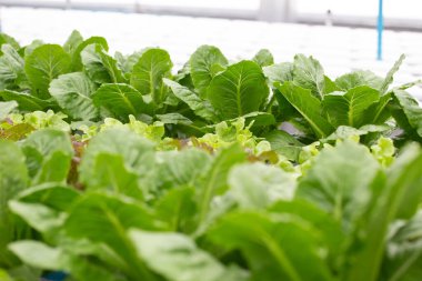 Organik çiftlikteki organik sebzeler. Sebze çiftliği.