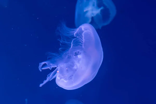 Gros Plan Méduses Méduse Dans Aquarium Néon Méduse Est Corelentérat — Photo