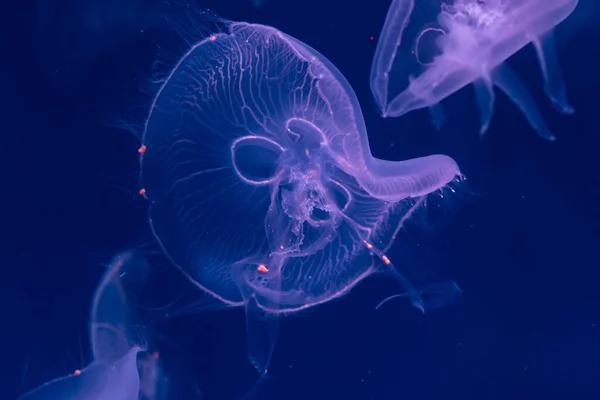 Medusa Medusa Acquario Con Luce Neon Meduse Nuoto Libero Celenterato — Foto Stock