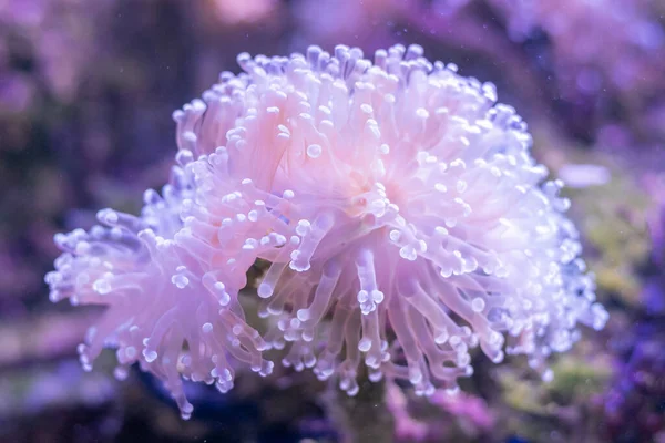 Beautiful sea flower in underwater world with corals  and fish.