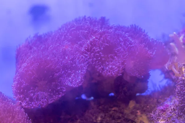 Bellissimo Fiore Mare Nel Mondo Sottomarino Con Coralli Pesci — Foto Stock