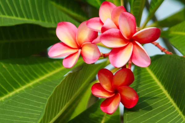 Flor Plumeria Frangipani Árbol Del Templo Sobre Fondo Natural — Foto de Stock