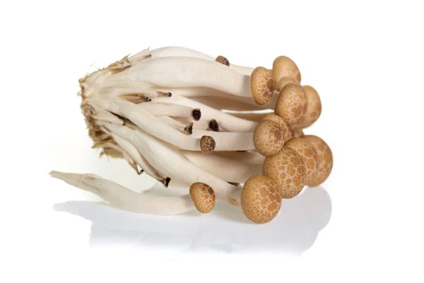 被白色背景隔离的蘑菇 — 图库照片