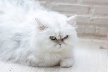 Huzurlu tekir kedi yavrusu uyudu.