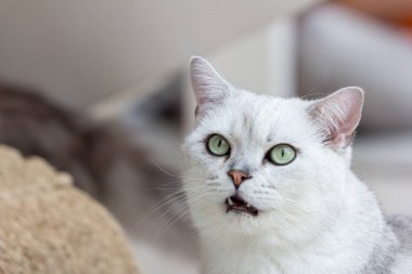 Kedi yavrusuna yaklaşın. 