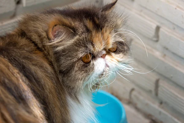 Nahaufnahme Von Katzenkätzchen — Stockfoto