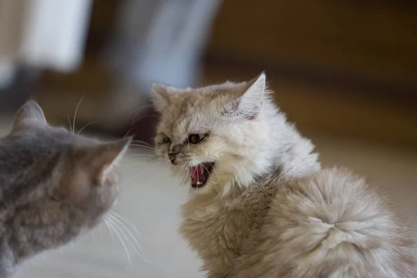 Primer Plano Gato Gatito — Foto de Stock