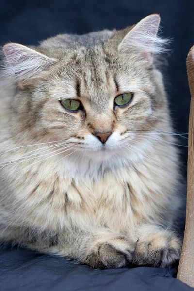 Kucing Kucing Tabby Yang Damai Meringkuk Hingga Tertidur — Stok Foto