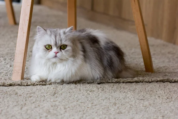 Friedlich Gestromte Katzenkätzchen Schlaf Zusammengerollt — Stockfoto