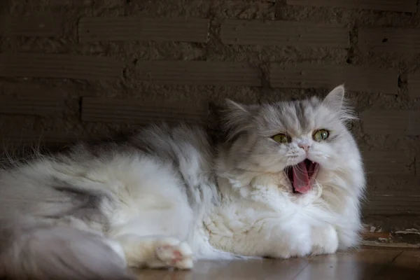 Kucing Kucing Tabby Yang Damai Meringkuk Hingga Tertidur — Stok Foto