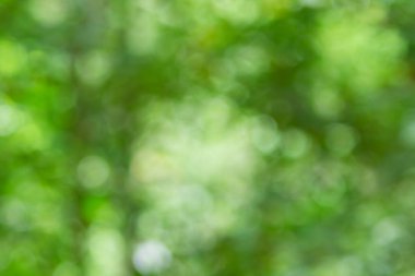 Doğal yeşil mavi bokeh arkaplanı