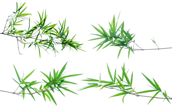 Zelené Bambusové Listy Izolovat Bílém Pozadí — Stock fotografie