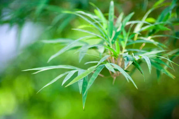 Fondo Natural Hoja Bambú Verde — Foto de Stock