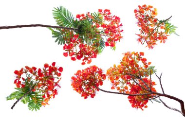 royal poinciana flower , red flower isolated on white background clipart