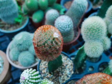 Bahçedeki kaktüs çiçeğini kapat.