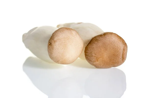 被白色背景隔离的蘑菇 — 图库照片