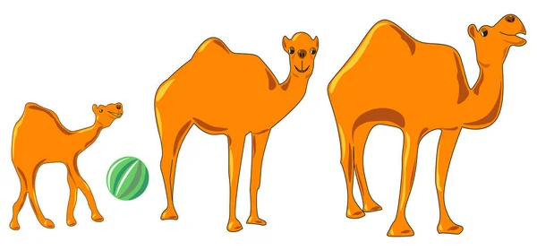 Família de três camelos adoráveis — Vetor de Stock