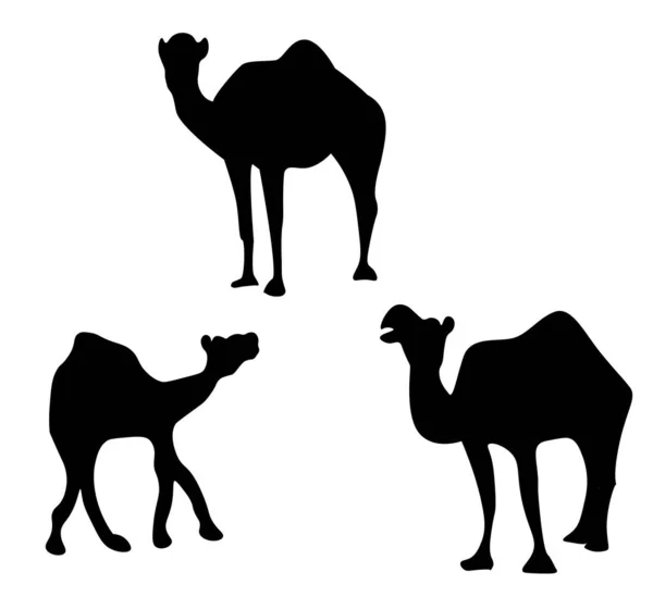 Siluetas en blanco y negro de tres camellos — Vector de stock