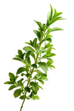 Stevia bitki, sweetleaf veya sugarleaf 