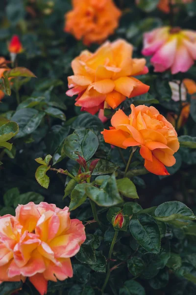 Kolorowe róże w ogrodzie — Zdjęcie stockowe