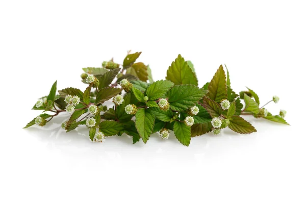 Flowering aztec sweet herb — Stockfoto