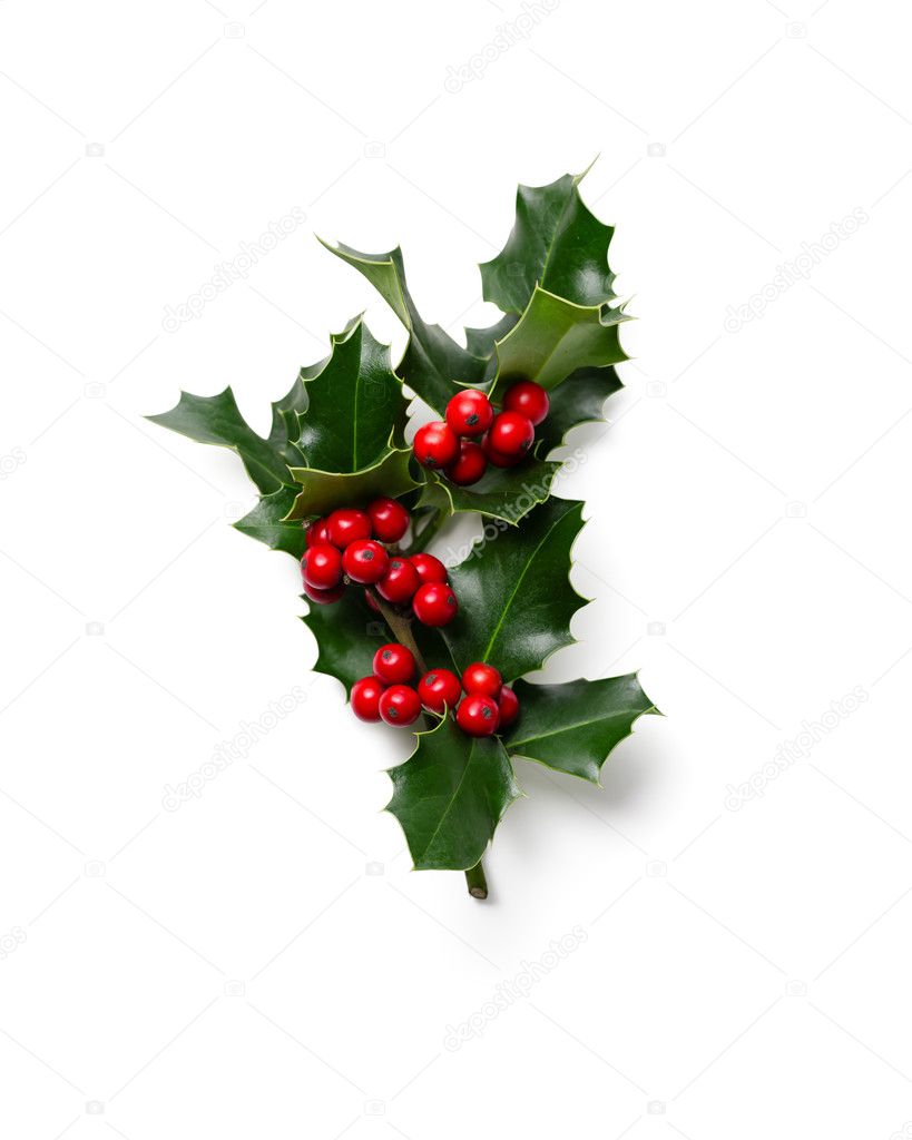 Holly leaves and berries